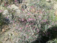 Symphoricarpos longiflorus