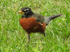 Turdus migratorius