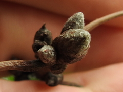 Quercus