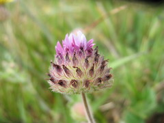 Trifolium grayi