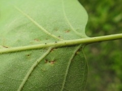 Quercus