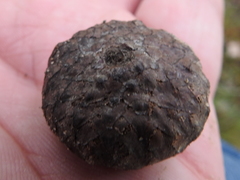 Quercus