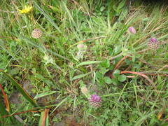 Trifolium grayi