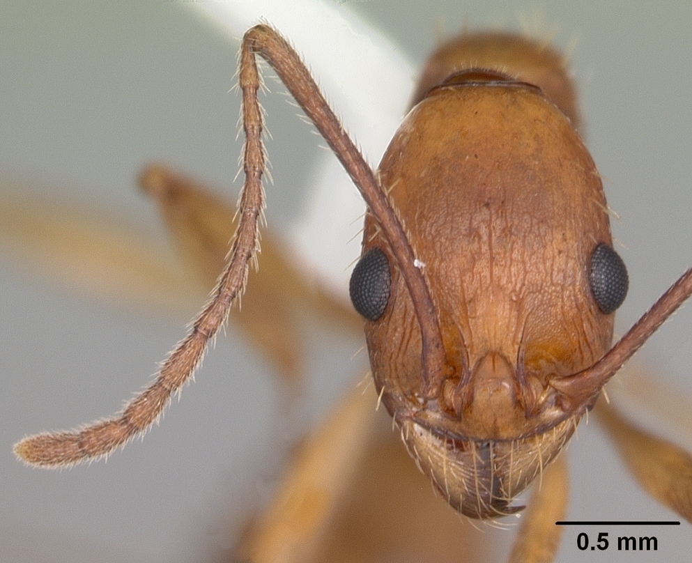 Florida Collared Ant