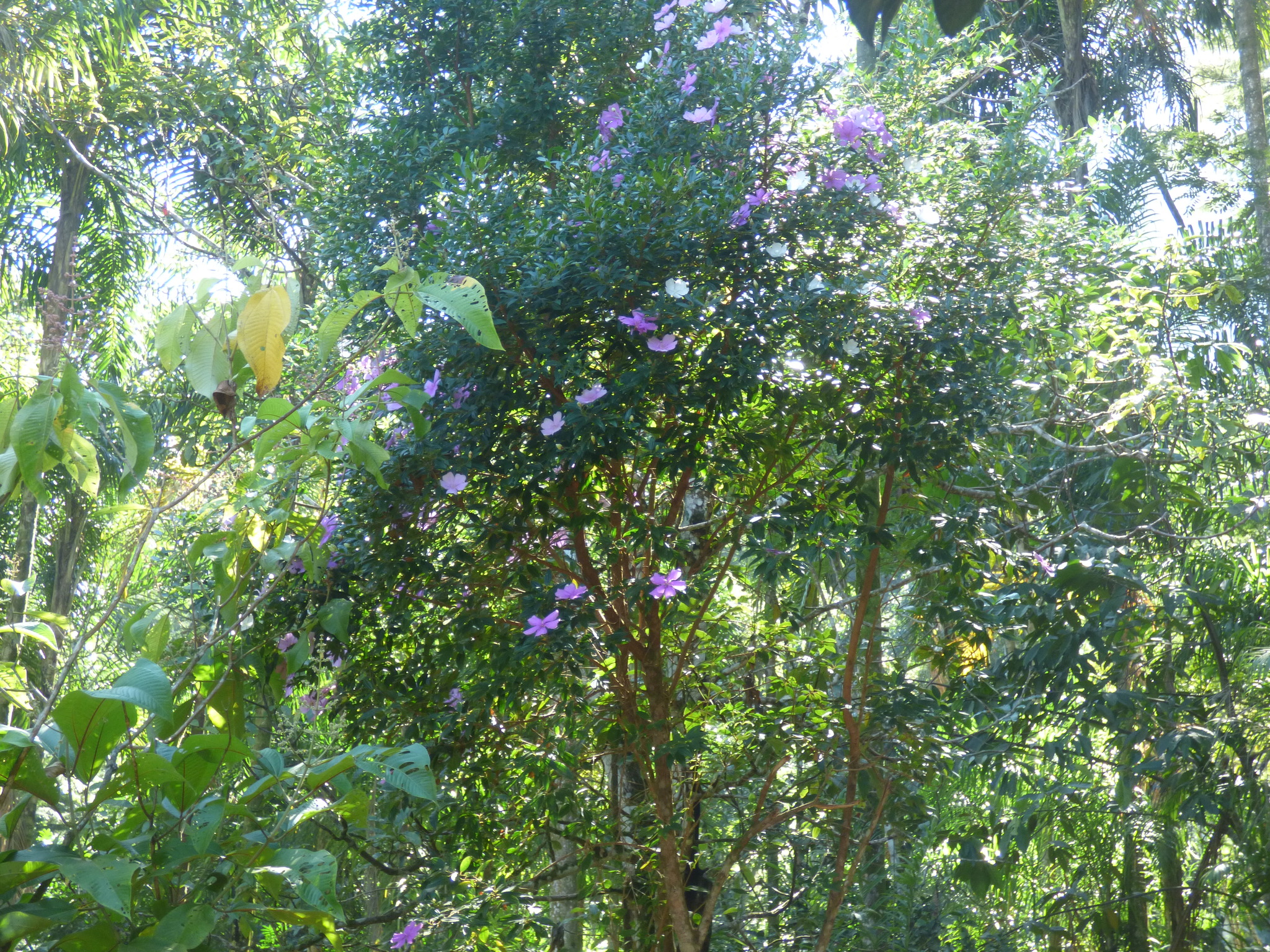 Imagem de Manacá da serra