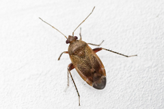 Psallus variabilis