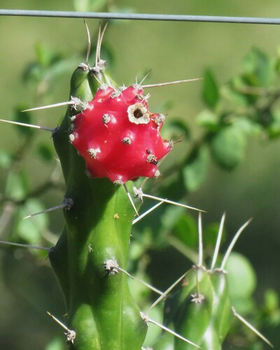 Harrisia regelii, photograph 4
