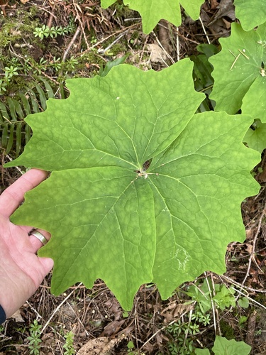 Deer's foot (Achlys californica)