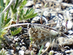 Pyrgus onopordi