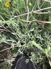 Sphaeralcea coccinea