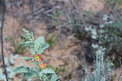 Sphaeralcea incana