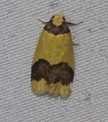 Heterallactis euchrysa