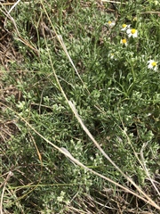 Ammoselinum popei