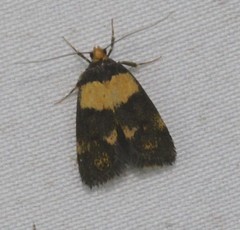 Eulechria periphanes