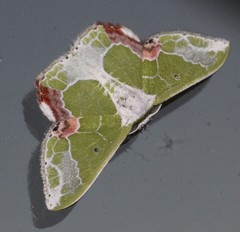 Protuliocnemis partita