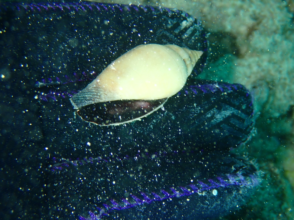 Fragile conch