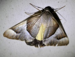 Niceteria macrocosma