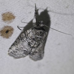 Nycteola polycyma