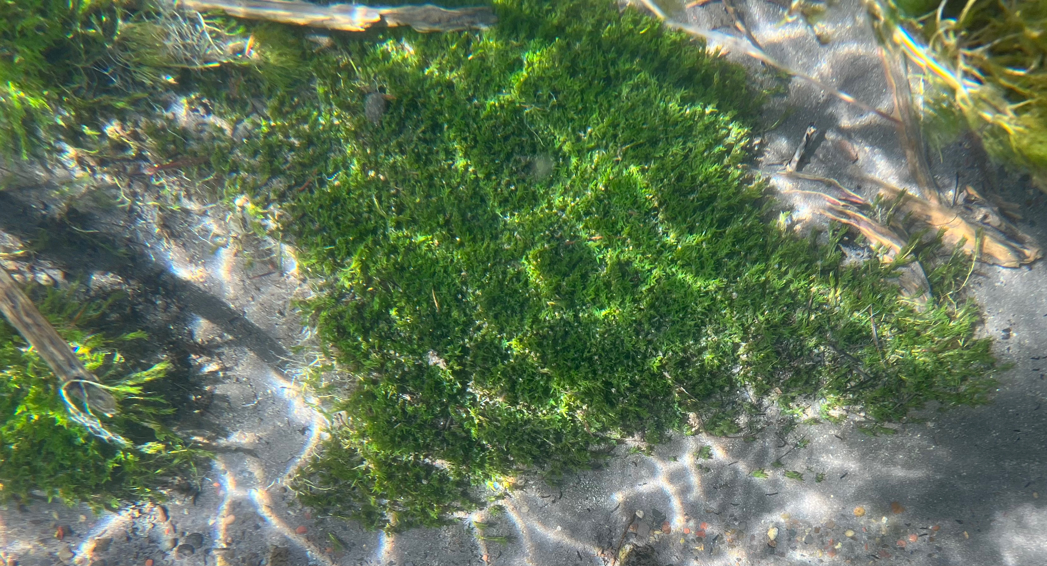 Elodea bifoliata