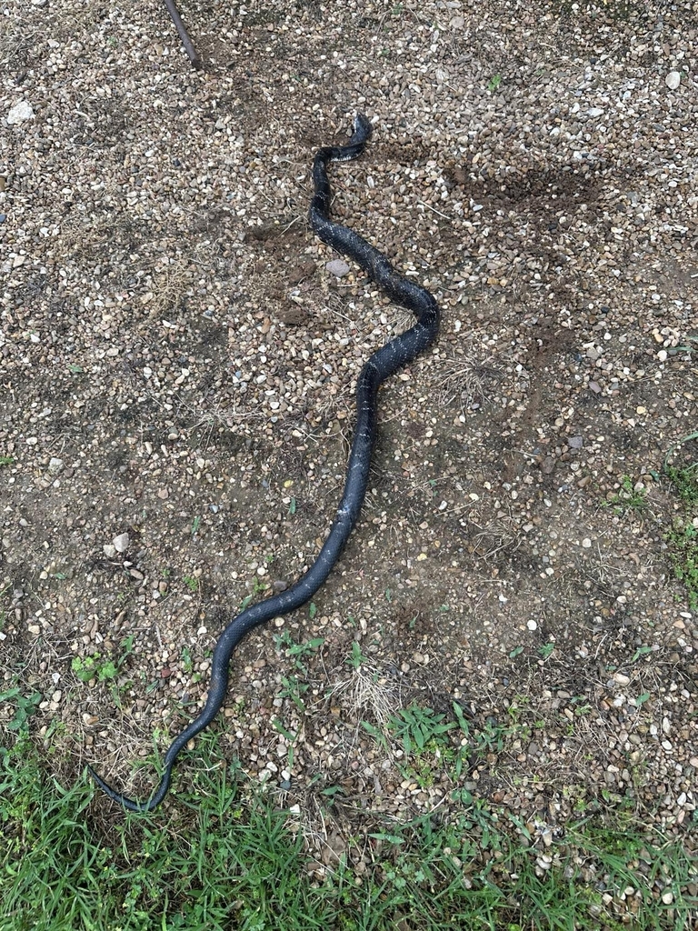 Colubrine Snakes from Charleston, AR 72933, USA by The Irreverend ...