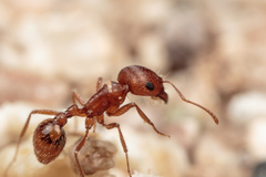 Pogonomyrmex magnacanthus