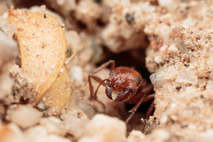 Pogonomyrmex magnacanthus