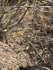 Astragalus nuttallianus austrinus