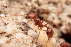 Pogonomyrmex magnacanthus