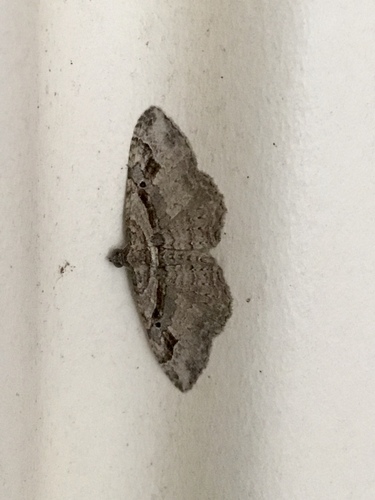 Bent-lined Carpet, Columbia County, AR, USA, photo 9 of 10