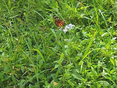 Lycorea halia atergatis