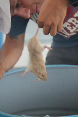 Geomys arenarius
