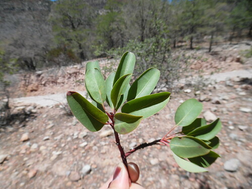 Arizona madrone (Arbutus arizonica)