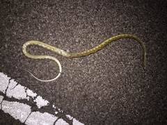 Bogertophis subocularis subocularis