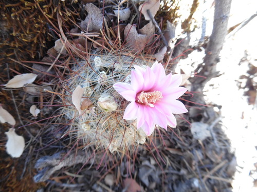 Mammillaria longiflora