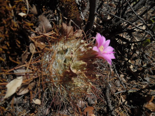 Mammillaria longiflora