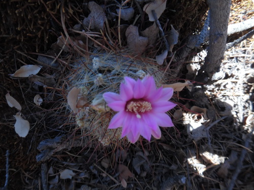 Mammillaria longiflora