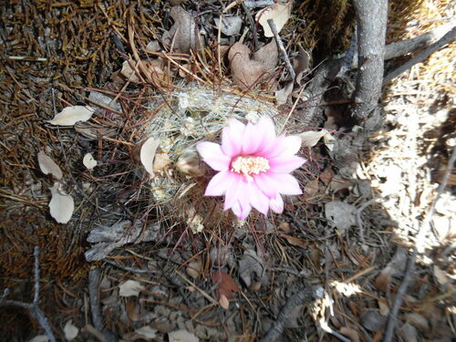Mammillaria longiflora