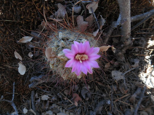 Mammillaria longiflora