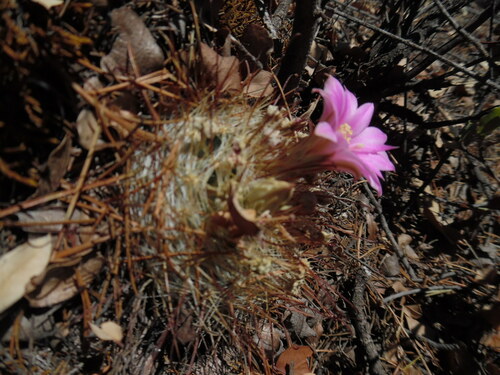 Mammillaria longiflora