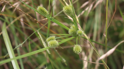 Cyperus retrorsus iNat (2)