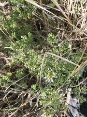 Ammoselinum popei