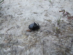 Phanaeus triangularis triangularis