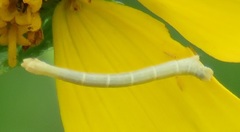 Chlorochlamys chloroleucaria