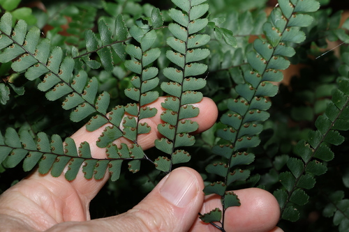 Image of Adiantum silvaticum by (c) Greg Tasney, some rights reserved (CC BY-SA)
