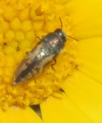 Acmaeodera neglecta neoneglecta