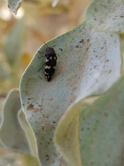 Acmaeodera vernalis