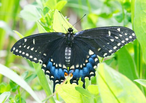 Black Swallowtail, photo 10 of 10
