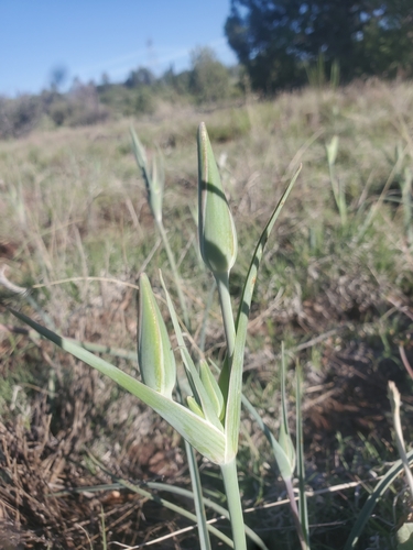 Image of Calochortus ambiguus by (c) Mary Lata, some rights reserved (CC BY)