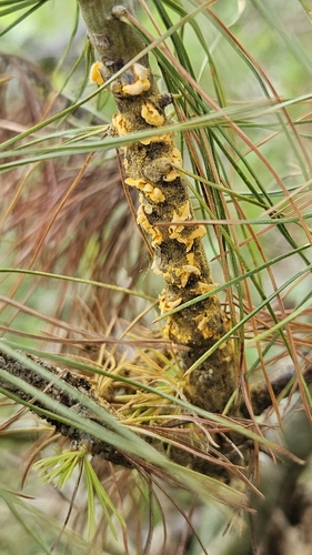 white pine blister rust