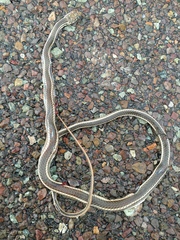 Masticophis taeniatus girardi